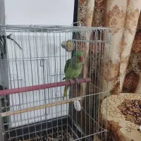 شاه طوطی نر|پرنده|خوی, |دیوار