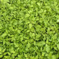 نشا گوجه گلخانه ای