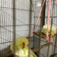 جوجه عروس هلندی|پرنده|گرمسار, |دیوار