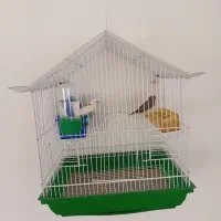 یک جفت فنج بالغ