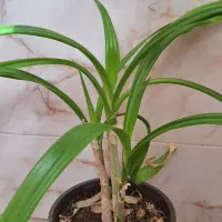 گل اشک ملکه یا سوسن عنکبوتی