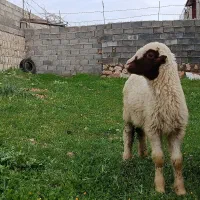 بره ماده خوش خوراک