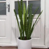 گل سانسوریا