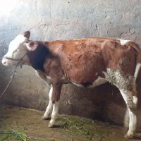 گوساله سیمینتال