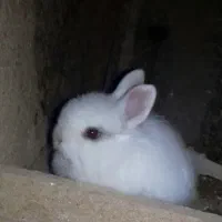 خرگوش پرورشی