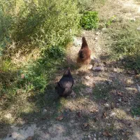 مرغ تخم گذار