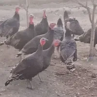 بوقلمون نر وماده تا فردا شب دانه یک ملیون|حیوانات مزرعه|گلمکان, |دیوار