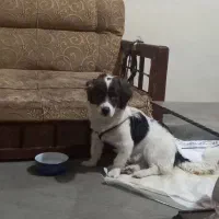 سگ اشپیتز خانگی پاکوتاه|سگ|زاهدان, |دیوار