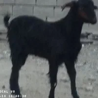 گوسفند فروشی|حیوانات مزرعه|سراوان, |دیوار