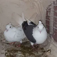 کفتر کم خال شوسیاه