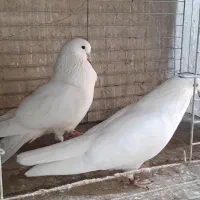 کبوتر سفید خال زرد شمرونی|پرنده|سورک, |دیوار