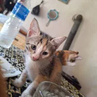 واگذاری بچه گربه