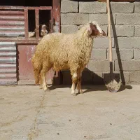 بره قوچ