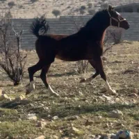 اسب کره نریان 5 نشان معاوضه با موتور،گوشی گوسفند