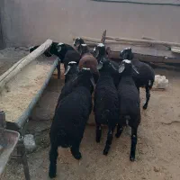 بره نروماده|حیوانات مزرعه|بشاریات, |دیوار