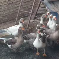 پرنده غاز|حیوانات مزرعه|شادگان, |دیوار