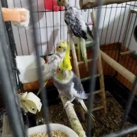 جوجه عروس هلندی