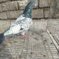 پاکستانی|پرنده|بیستون, |دیوار