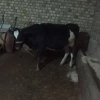 گاو گوساله|حیوانات مزرعه|دینور, |دیوار