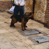 سگ ژرمن نر خاص