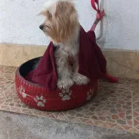 سگ شیتزرتریز|سگ|لاهیجان, کوی آزادگان|دیوار