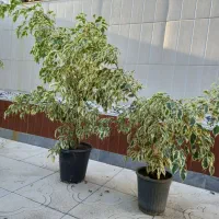 گل بنجامین