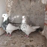 ۵ جفت طوقی و سار|پرنده|بیرجند, |دیوار