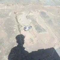 فروش کبوتر|پرنده|مریوان, |دیوار