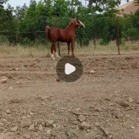 اسب