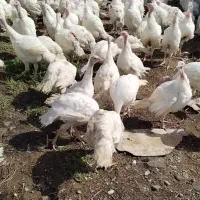 بوقلمون بیوتی 6