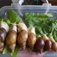 فروش حلزون در تمام سایزها زیرقیمت(مولد وپیش مولد)