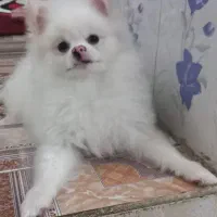 سگ پامرانین اصل
