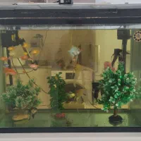 آکواریوم با ماهی