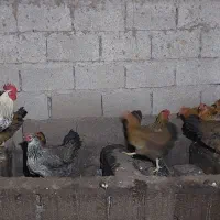 مرغ محلی تخم گذار|حیوانات مزرعه|رودبنه, |دیوار