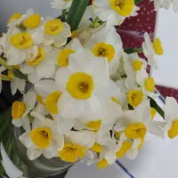 گل نرگس|گل و گیاه طبیعی|جنت, |دیوار