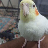 سلام عروس هلندی نر چشم شرابی