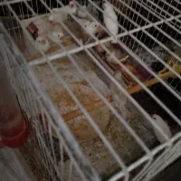 فنچ|پرنده|کاشان, کوچه باسکول|دیوار