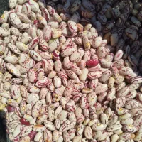 لوبیا چیتی و لوبیا قرمز