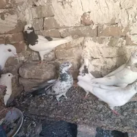 کبوتر