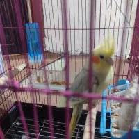 فروش هلندی|پرنده|میناب, |دیوار