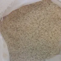 برنج هاشمی پرمحصول