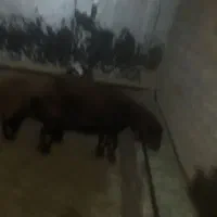 میش و بره|حیوانات مزرعه|نورآباد, |دیوار