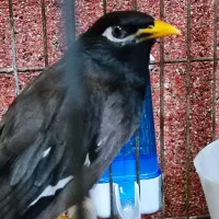 مینا|پرنده|بندرعباس, |دیوار