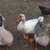 قوغاز|حیوانات مزرعه|فومن, |دیوار