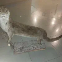 سمور آبی خشک شده