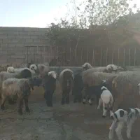 فروشگله میش داشتی