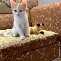 بچه گربه دو ماهه