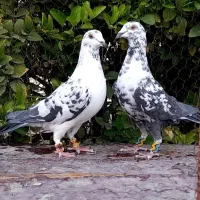 کبوتر بزک پلاکی