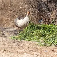 غاز ماده