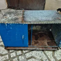 جفت کنی پرنده|لوازم جانبی حیوانات|قرچک, باقرآباد|دیوار